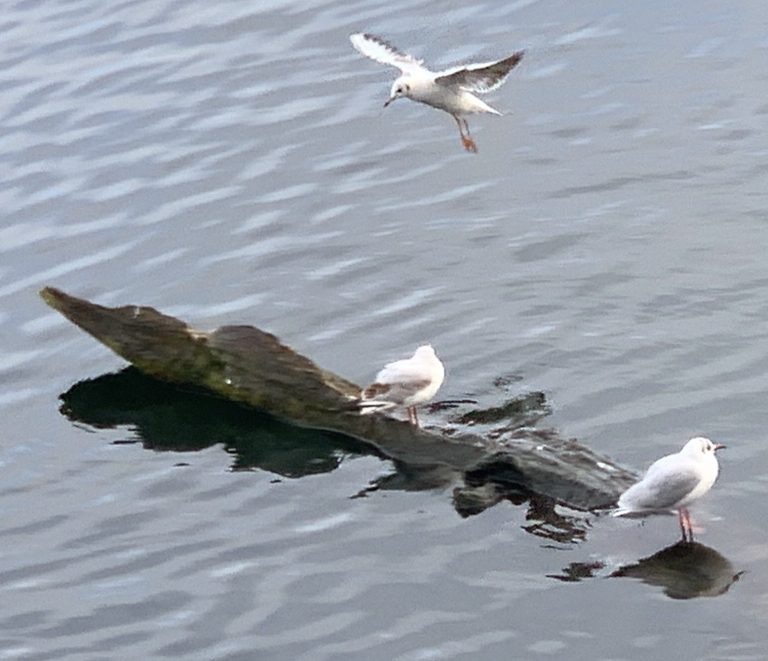 Möwen am Wasser auf Treibholz und im Flug – Symbolbild für Führungskräfte-Coaching, Verantwortung und Entscheidungsstärke