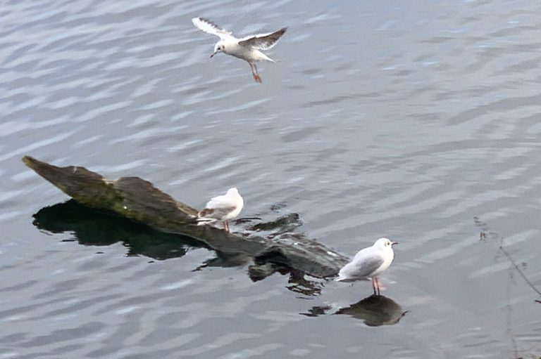 Möwen am Wasser auf Treibholz und im Flug – Symbolbild für Führungskräfte-Coaching, Verantwortung und Entscheidungsstärke
