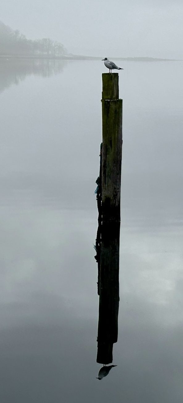 Möwe auf einem Holzpfahl im ruhigen Wasser – Symbol für Stabilität und Klarheit