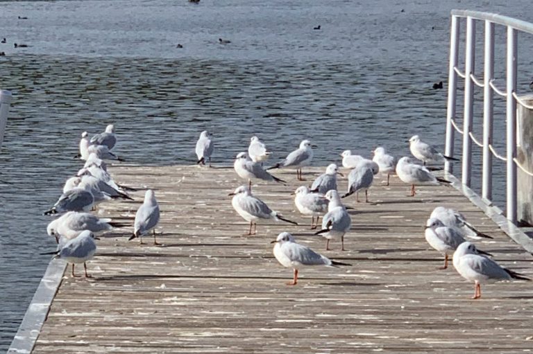 Gruppe Möwen auf einem Steg – Symbolbild für Teamentwicklung, Teamcoaching und Teambuilding