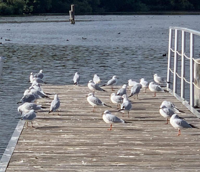Gruppe Möwen auf einem Steg – Symbolbild für Teamentwicklung, Teamcoaching und Teambuilding