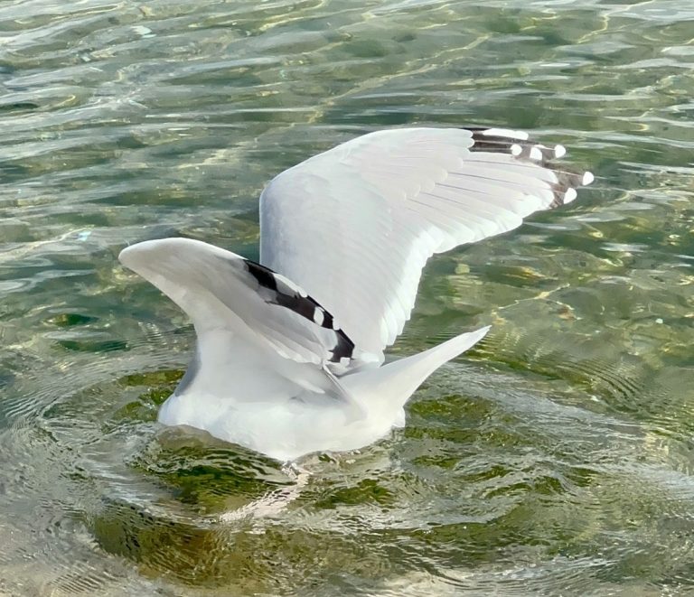Möwe im Flug über Wasser – Symbolbild für kostenloses Erstgespräch zur Orientierung und Klärung des Anliegens