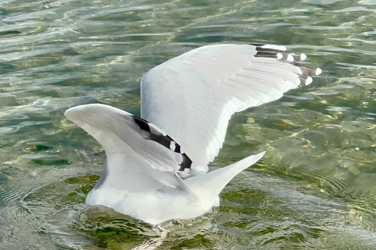 Möwe im Flug über Wasser – Symbolbild für kostenloses Erstgespräch zur Orientierung und Klärung des Anliegens