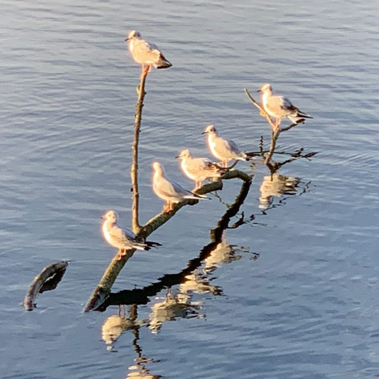 Möwen auf einem Ast im ruhigen Wasser – Symbol für Klarheit und Perspektive