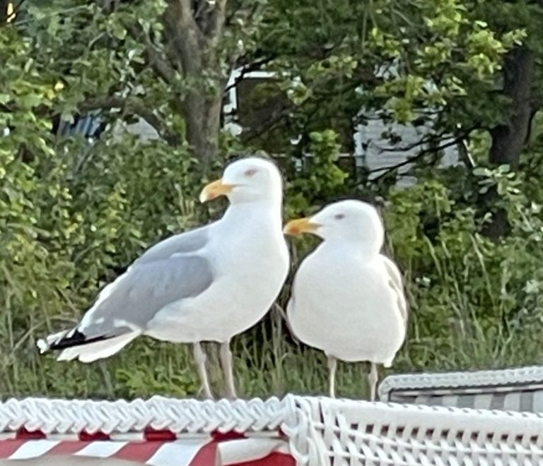Zwei Möwen nebeneinander – Symbol für Begleitung und Stabilität in Coaching-Paketangeboten in Dresden