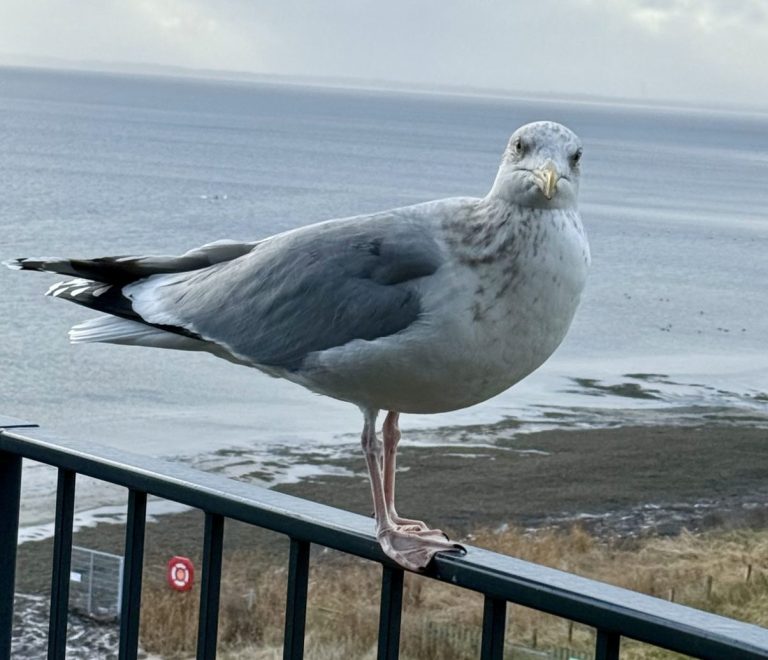 Möwe am Strand am Geländer – Symbolbild für psychosoziale Beratung bei Stress, Konflikten und Neuorientierung