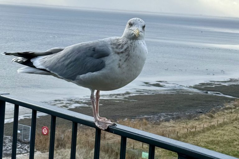 Möwe am Strand am Geländer – Symbolbild für psychosoziale Beratung bei Stress, Konflikten und Neuorientierung