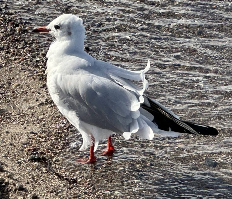 Möwe am Wasser auf sandigem Strand – Symbolbild für Stressmanagement und Resilienzaufbau im Alltag