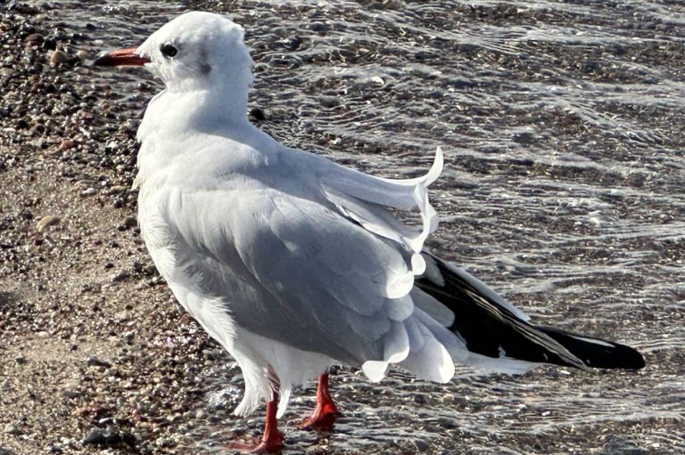 Möwe am Wasser auf sandigem Strand – Symbolbild für Stressmanagement und Resilienzaufbau im Alltag