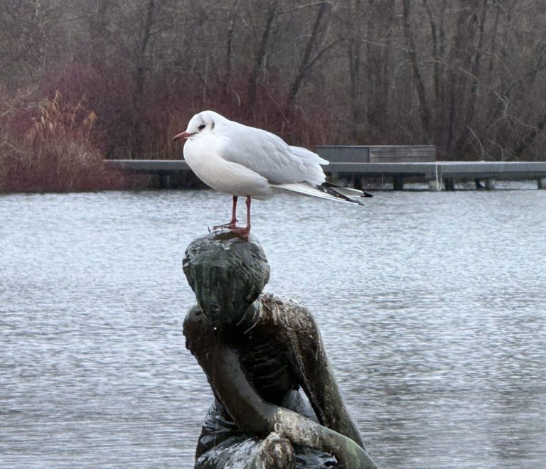 Möwe auf einem Stein am Wasser – Symbolbild für Persönlichkeitsentwicklung, Selbstreflexion und Coaching