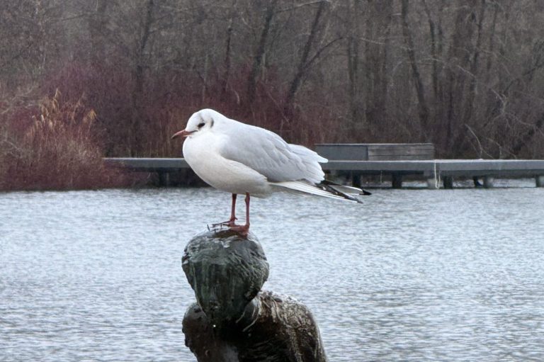Möwe auf einem Stein am Wasser – Symbolbild für Persönlichkeitsentwicklung, Selbstreflexion und Coaching